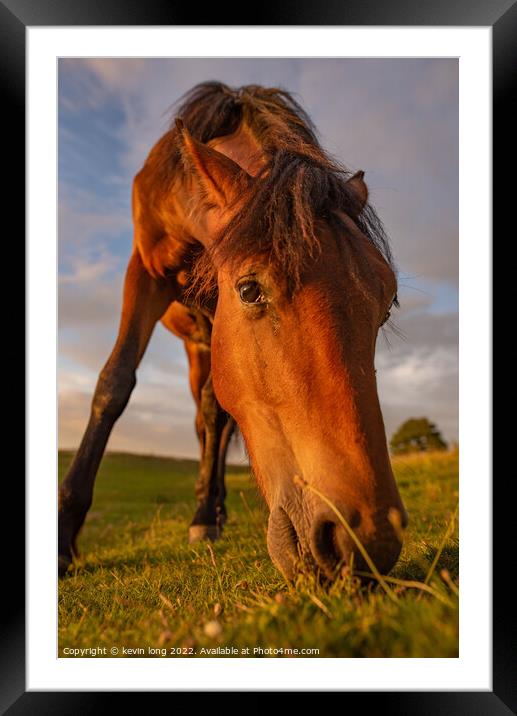Animal horse at sunset  Framed Mounted Print by kevin long
