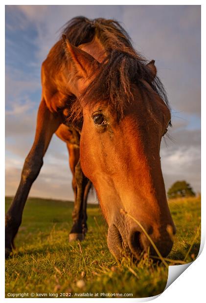 Animal horse at sunset  Print by kevin long