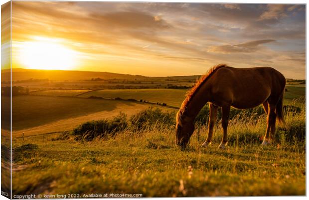 A brown horse grazing in an open field Canvas Print by kevin long