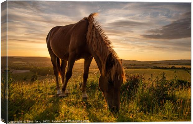 A brown horse grazing on a hill in sussex  Canvas Print by kevin long