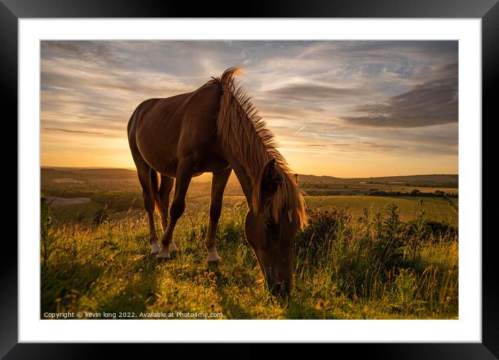 A brown horse grazing on a hill in sussex  Framed Mounted Print by kevin long
