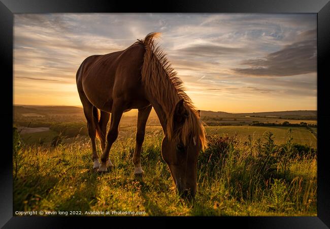 A brown horse grazing on a hill in sussex  Framed Print by kevin long