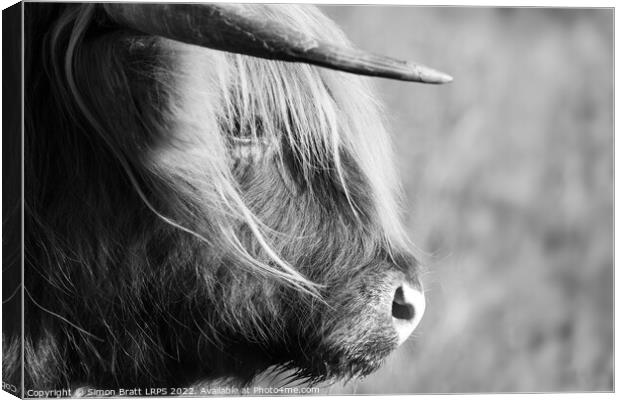 Highland cow face side view black and white Canvas Print by Simon Bratt LRPS
