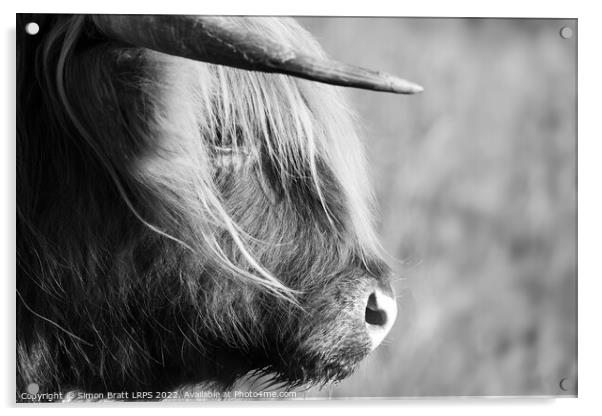Highland cow face side view black and white Acrylic by Simon Bratt LRPS