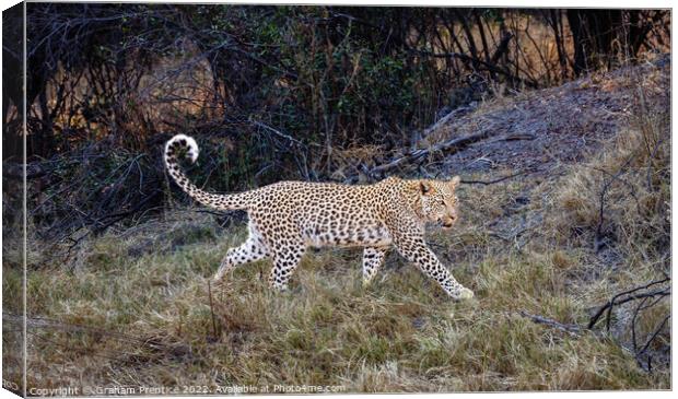 Magnificent Leopard (Panthera pardus) Canvas Print by Graham Prentice