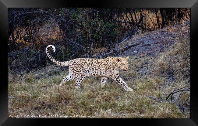 Magnificent Leopard (Panthera pardus) Framed Print by Graham Prentice
