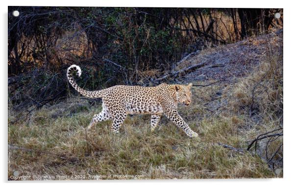 Magnificent Leopard (Panthera pardus) Acrylic by Graham Prentice