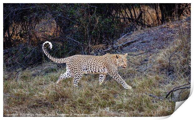 Magnificent Leopard (Panthera pardus) Print by Graham Prentice
