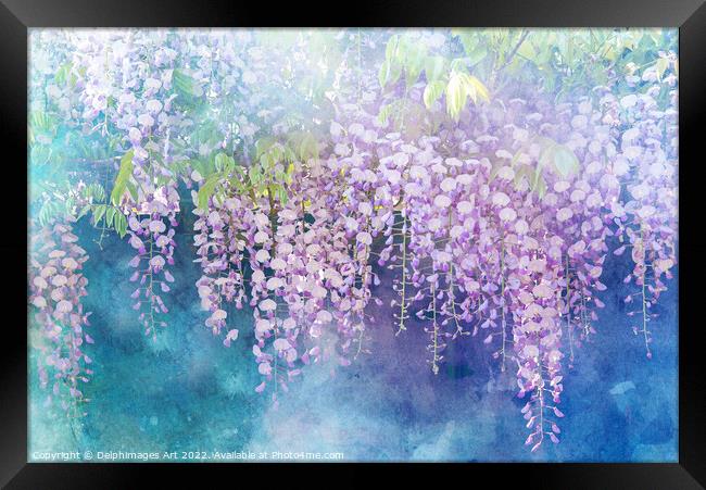 Wisterias blossom in spring Framed Print by Delphimages Art