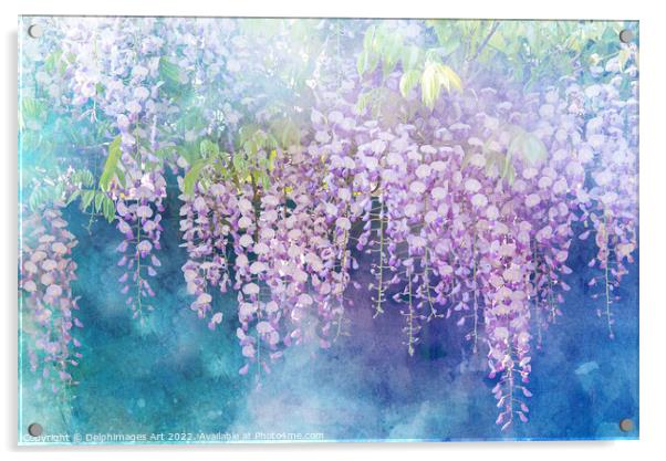 Wisterias blossom in spring Acrylic by Delphimages Art