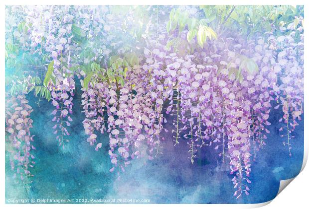 Wisterias blossom in spring Print by Delphimages Art