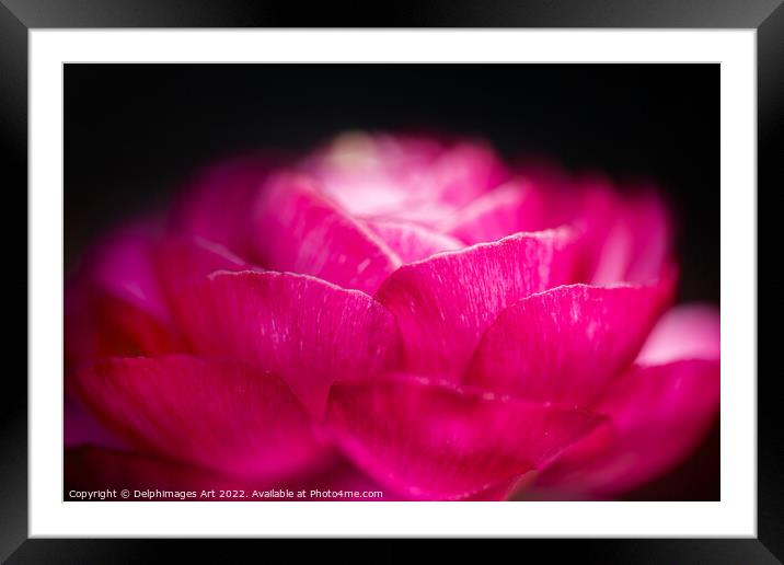 Buttercup flower close up, pink on black Framed Mounted Print by Delphimages Art
