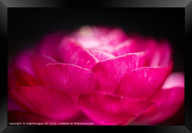 Buttercup flower close up, pink on black Framed Print by Delphimages Art