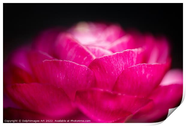 Buttercup flower close up, pink on black Print by Delphimages Art