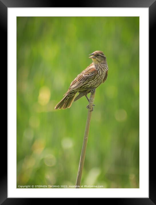 Female Red-winged Blackbird Framed Mounted Print by STEPHEN THOMAS