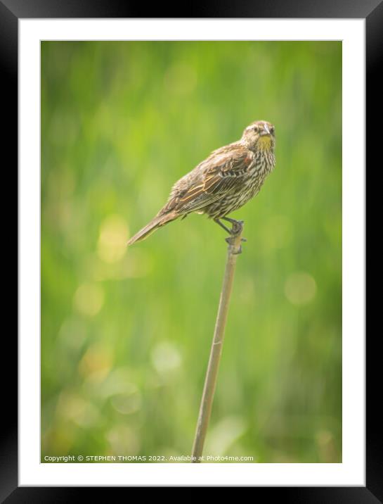 Female Red-winged Blackbird 2 Framed Mounted Print by STEPHEN THOMAS