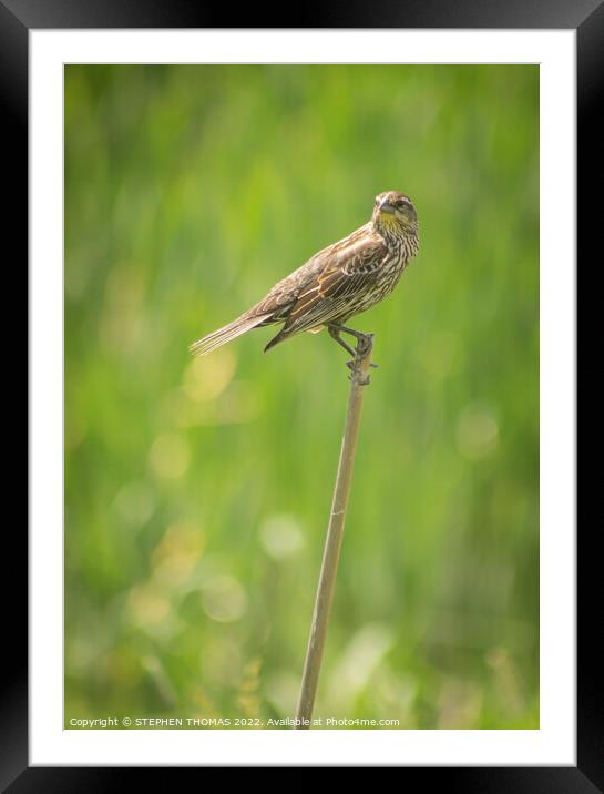 Female Red-winged Blackbird 3 Framed Mounted Print by STEPHEN THOMAS