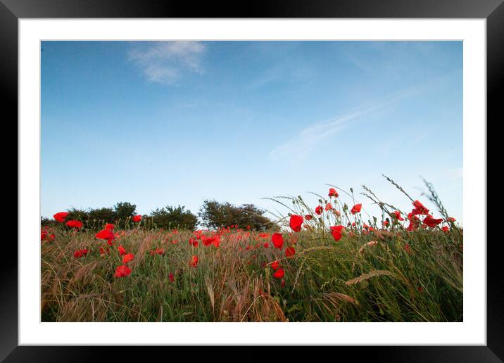 Late Evening Poppies Framed Mounted Print by J Biggadike