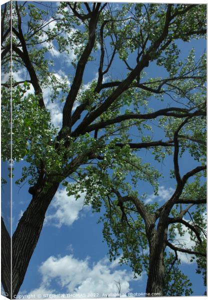 Big Elms Holding Up The Sky Canvas Print by STEPHEN THOMAS