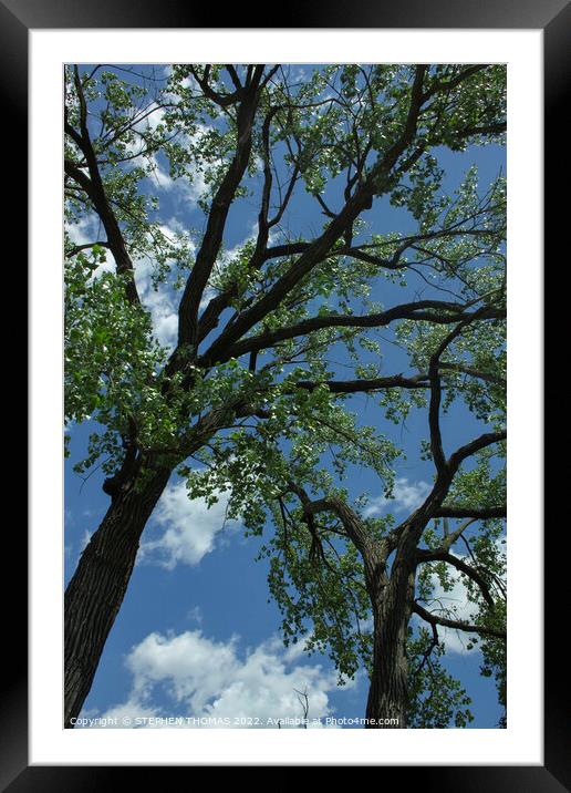 Big Elms Holding Up The Sky Framed Mounted Print by STEPHEN THOMAS