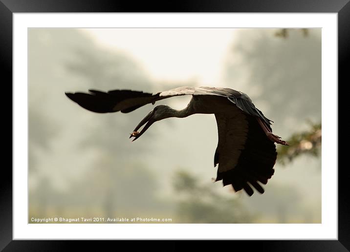 Asian Openbill with prey Framed Mounted Print by Bhagwat Tavri