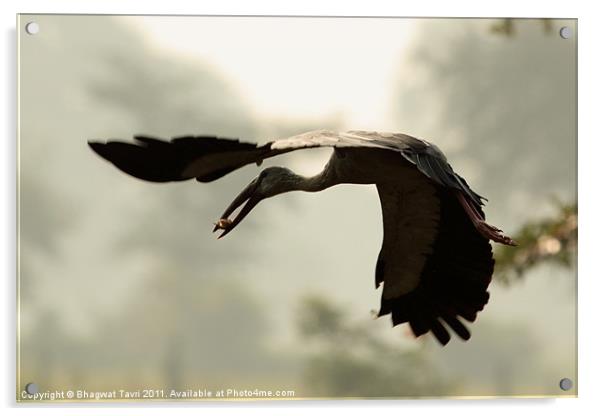 Asian Openbill with prey Acrylic by Bhagwat Tavri