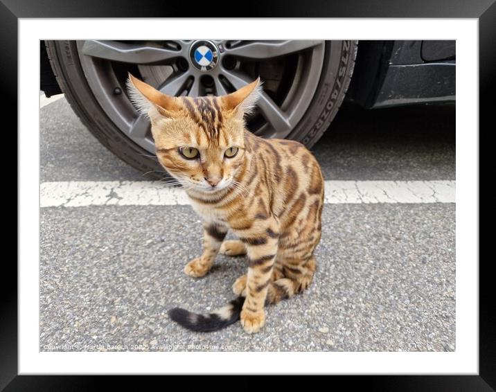 Cat guarding BMW Framed Mounted Print by Martin Baroch