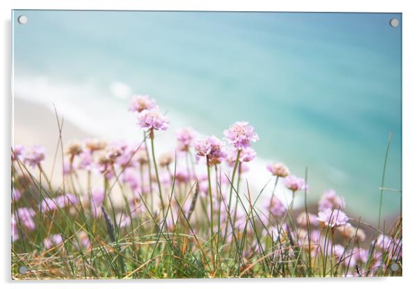 Cornwall Sea Pinks Acrylic by Graham Custance
