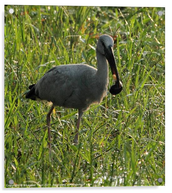 Asian Openbill with prey Acrylic by Bhagwat Tavri