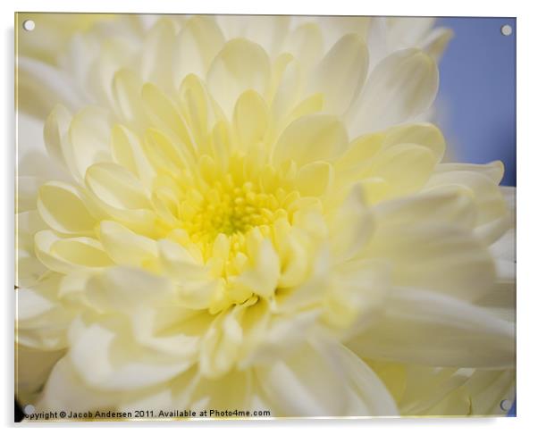 chrysanthemum Acrylic by Jacob Andersen