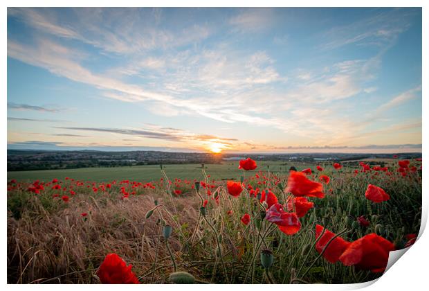 Poppy Summer Print by J Biggadike