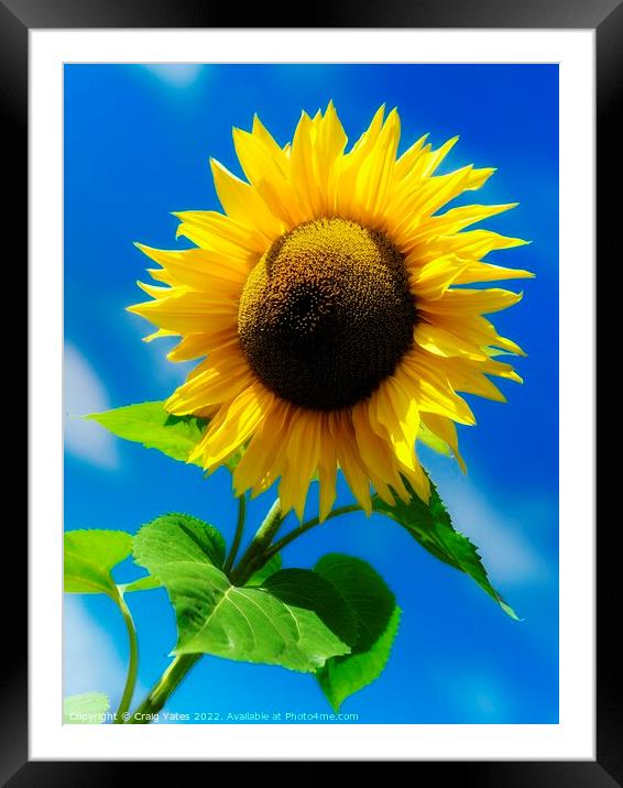 Sunflower Framed Mounted Print by Craig Yates