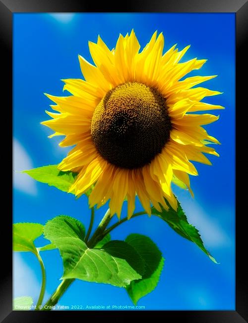 Sunflower Framed Print by Craig Yates