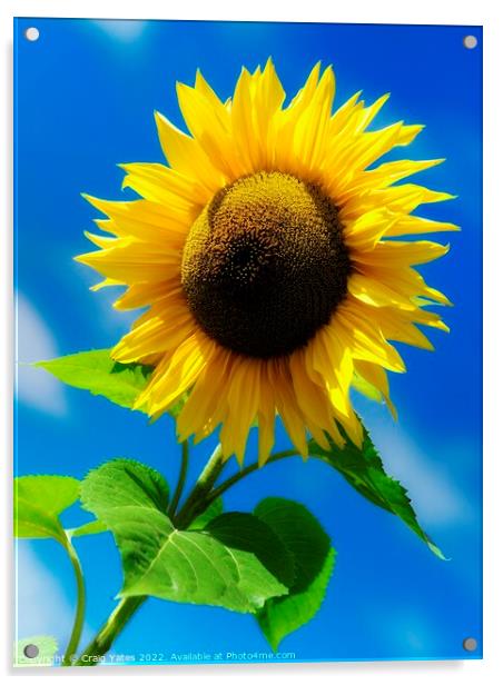 Sunflower Acrylic by Craig Yates