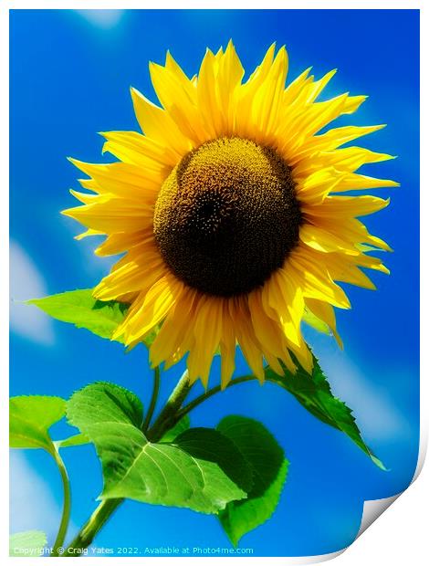 Sunflower Print by Craig Yates