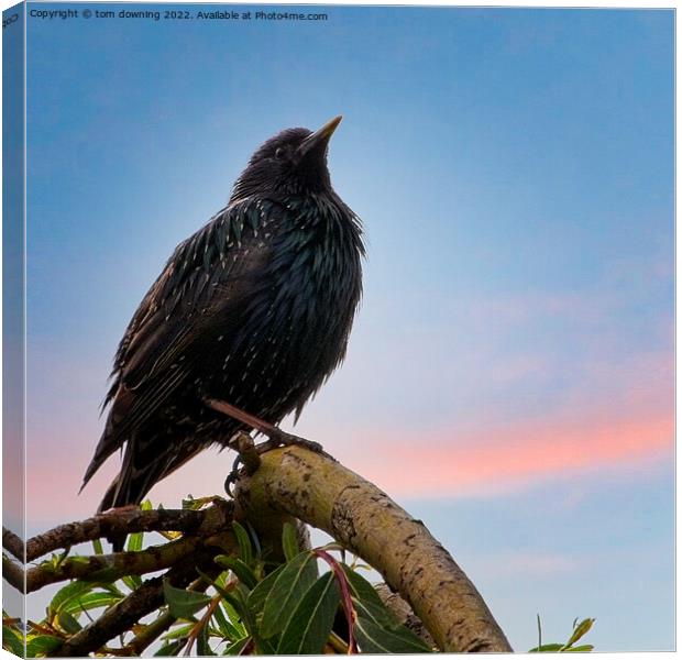 perched starling Canvas Print by tom downing