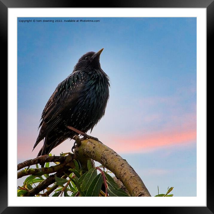 perched starling Framed Mounted Print by tom downing