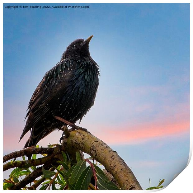 perched starling Print by tom downing