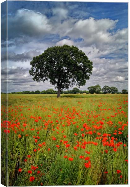 Notton Poppy Field and Tree Canvas Print by Darren Galpin