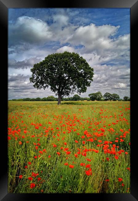 Notton Poppy Field and Tree Framed Print by Darren Galpin