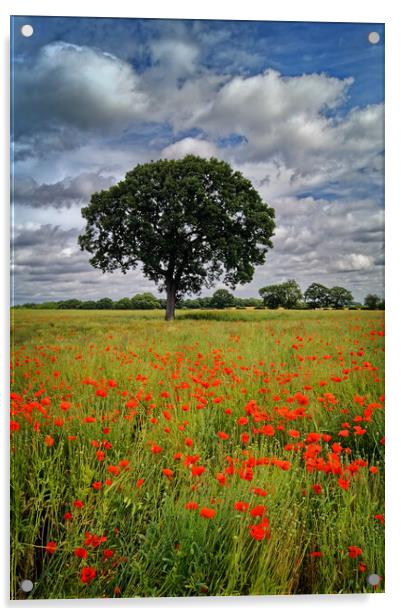 Notton Poppy Field and Tree Acrylic by Darren Galpin