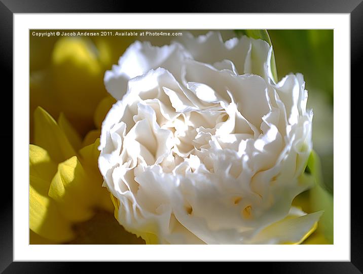 Morning Peony Framed Mounted Print by Jacob Andersen