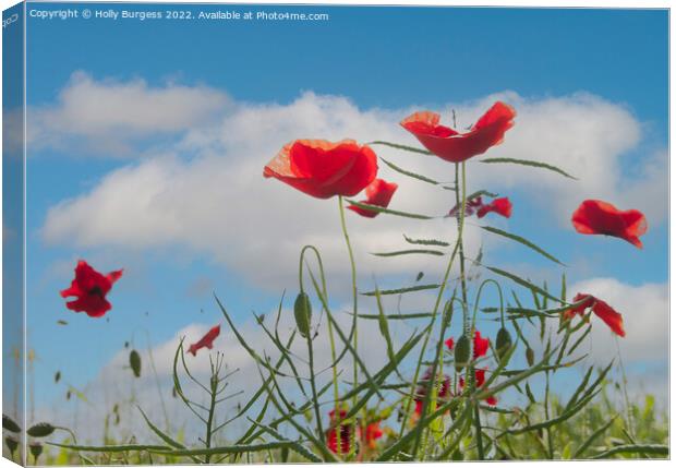 Vibrant Poppies Against Azure Sky Canvas Print by Holly Burgess
