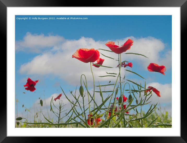 Vibrant Poppies Against Azure Sky Framed Mounted Print by Holly Burgess
