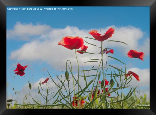 Vibrant Poppies Against Azure Sky Framed Print by Holly Burgess