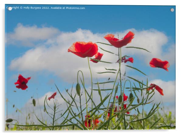 Vibrant Poppies Against Azure Sky Acrylic by Holly Burgess