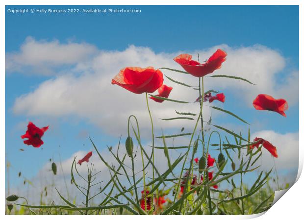 Vibrant Poppies Against Azure Sky Print by Holly Burgess