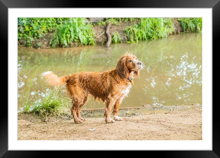 Spaniel's Water Adventure Framed Mounted Print by Holly Burgess