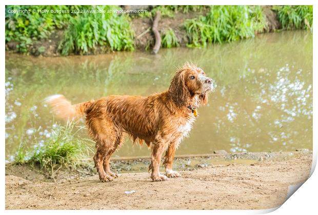 Spaniel's Water Adventure Print by Holly Burgess