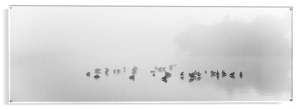 gaggle in the mist Acrylic by Marcus Scott